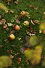 jablka v trávě